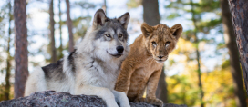 Der Wolf und der Löwe